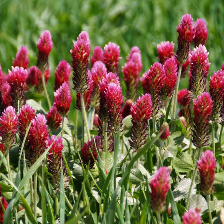 Красный клевер